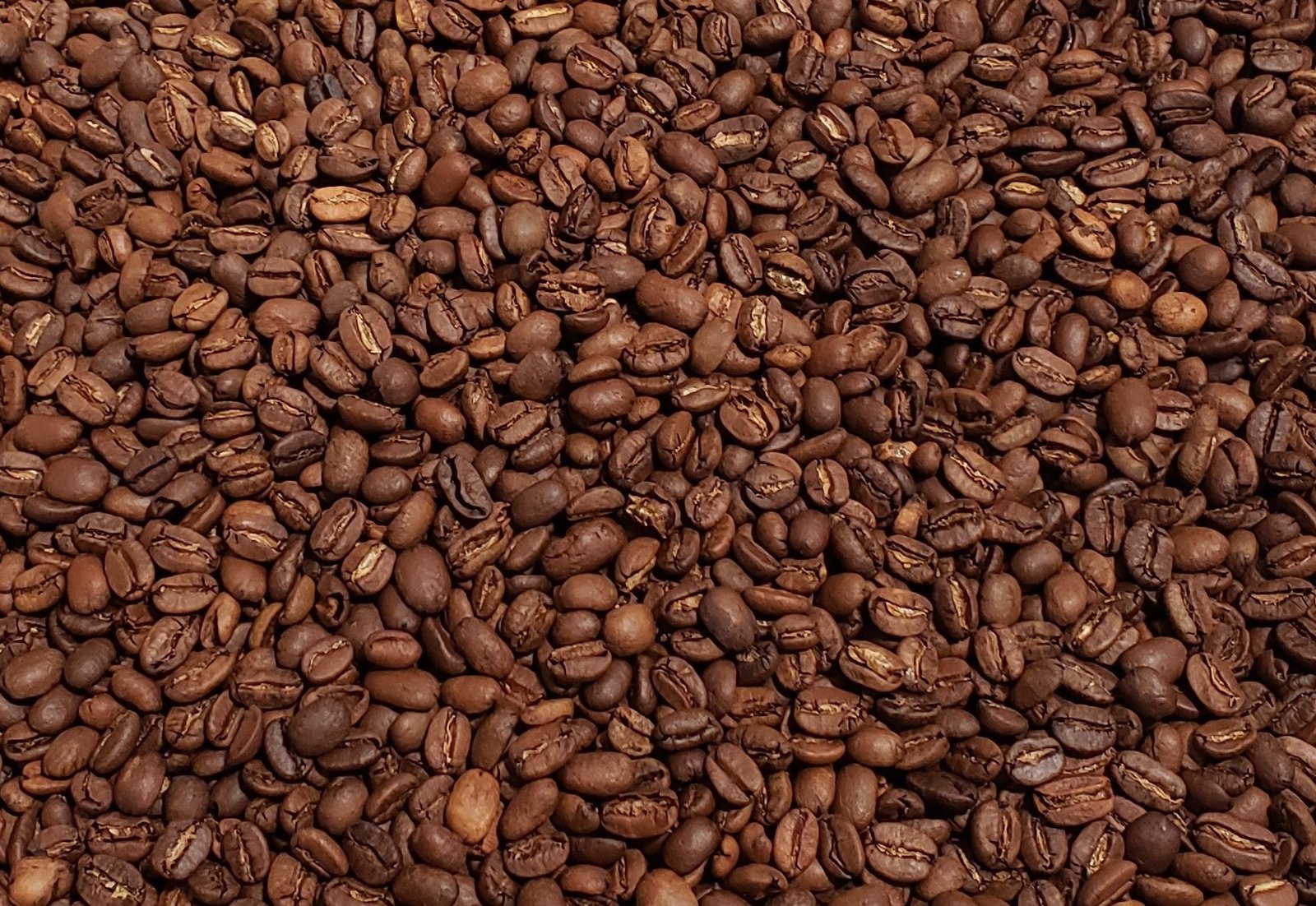 Sulawesi Kalossi